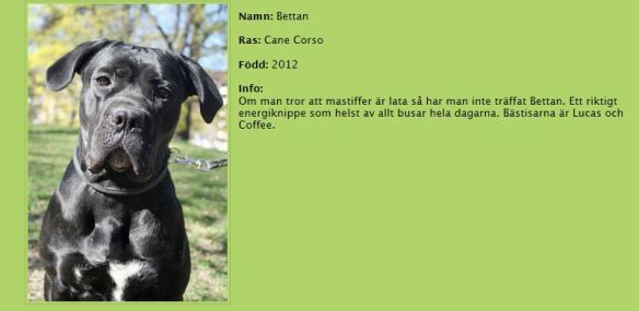 Bettan-dagispresentation