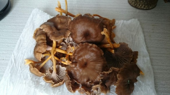 wpid-wp-1413738219107