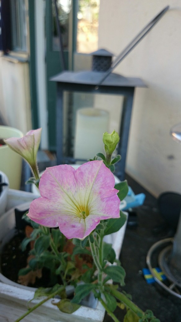 wpid-wp-1414746157871