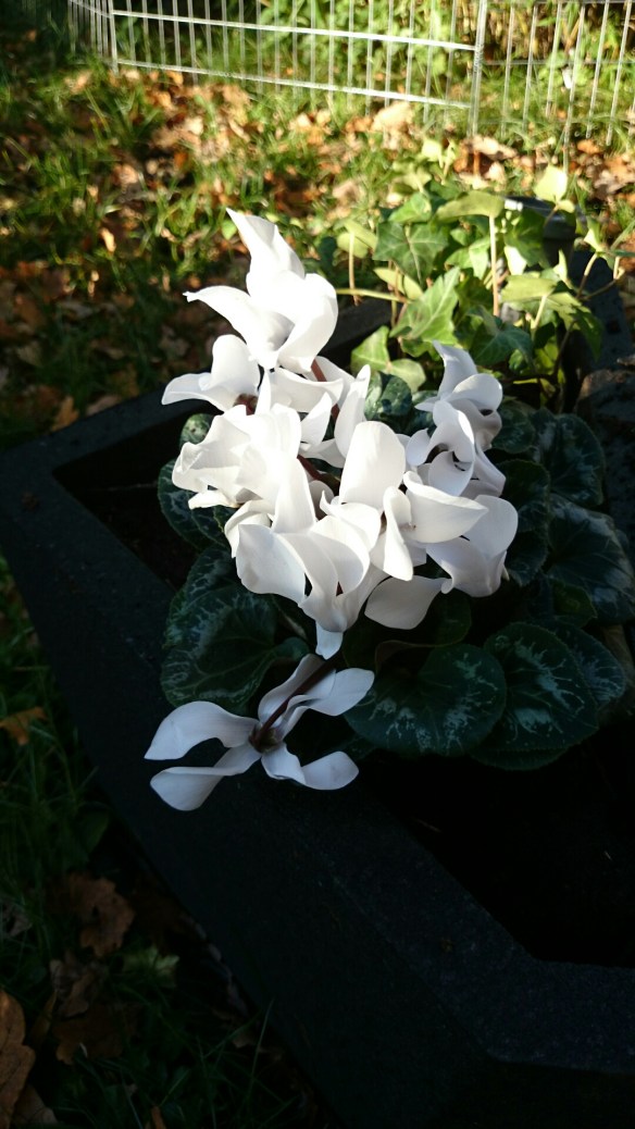 wpid-wp-1414746359594