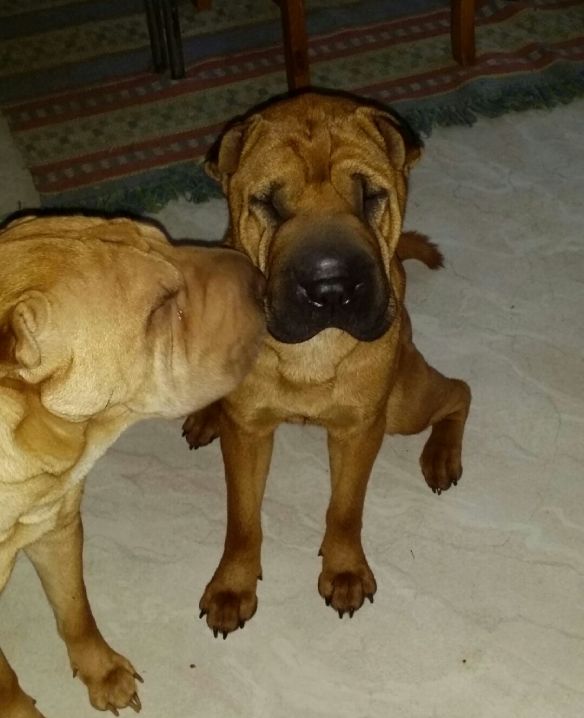 wpid-20141113_125409-1