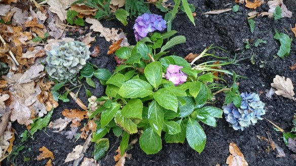 wpid-wp-1414857809790