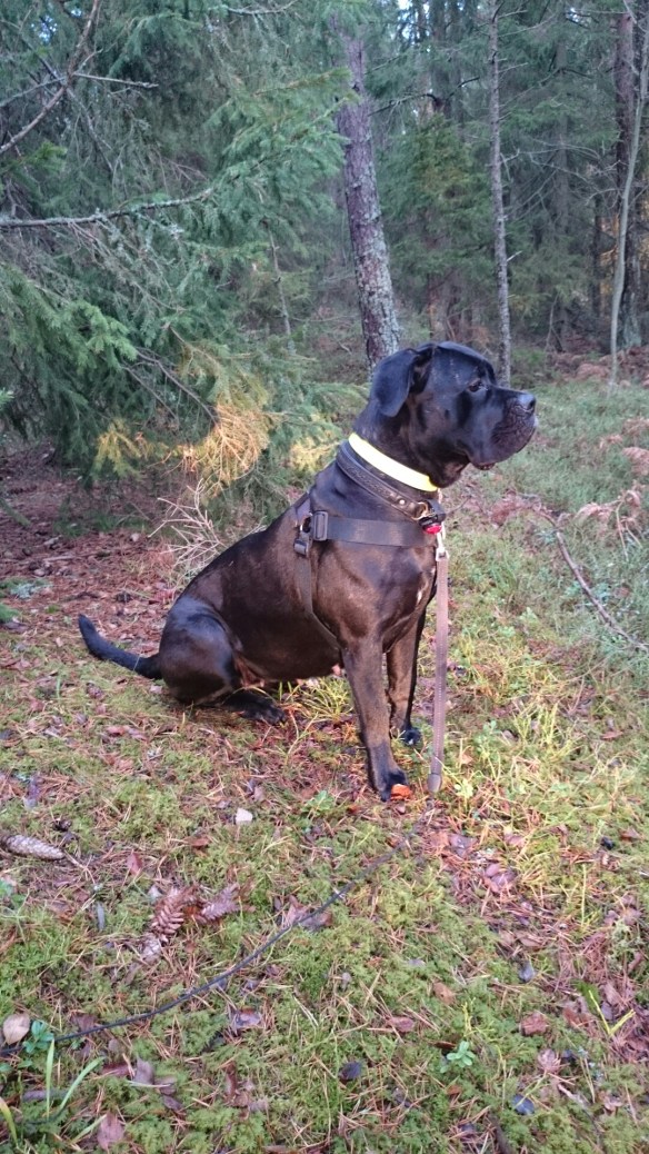 wpid-wp-1415476246400