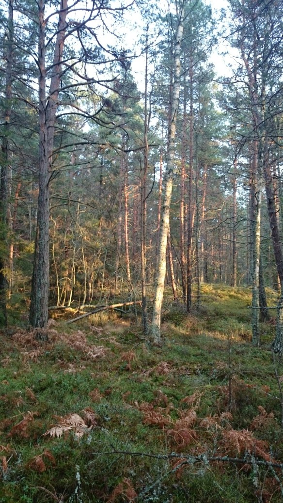 wpid-wp-1415476466852