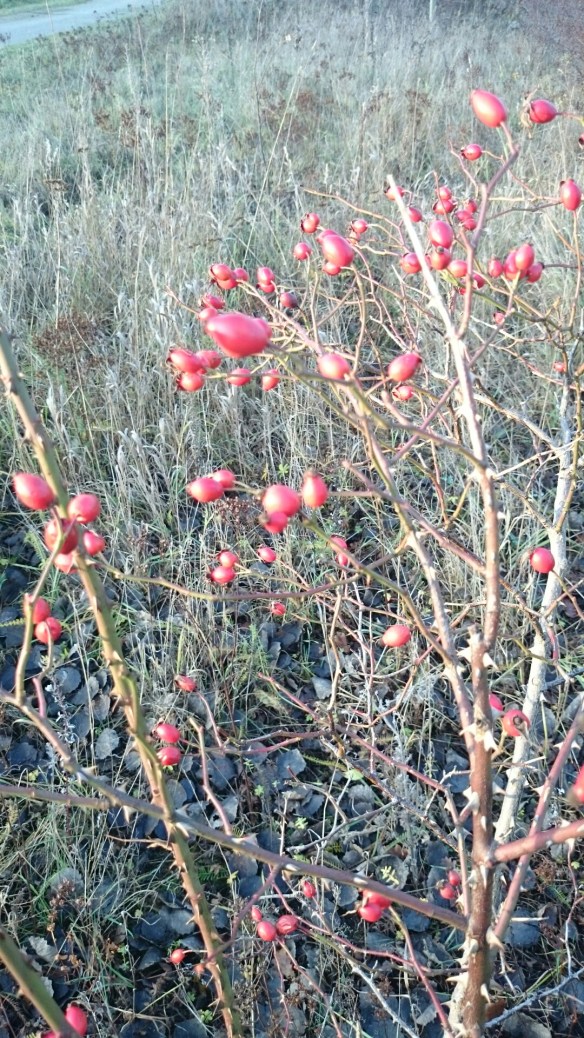 wpid-wp-1416751124614