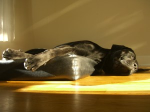 Hur skönt kan man ha det ;-)