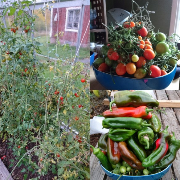 IMG_20171028_170739.jpg image