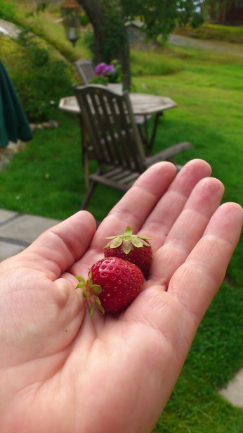 Mmmm fantastiskt gott med jordgubbar.. .nästan ända in i september